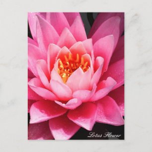 Postal Flores Lotus Blossom, flores de Asia