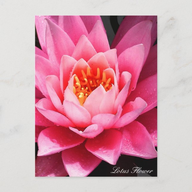 Postal Flores Lotus Blossom, flores de Asia (Anverso)