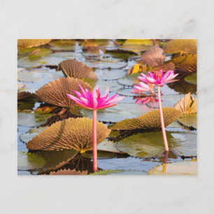 Postal Flores Lotus en el lago Thale Noi, Phatthalung