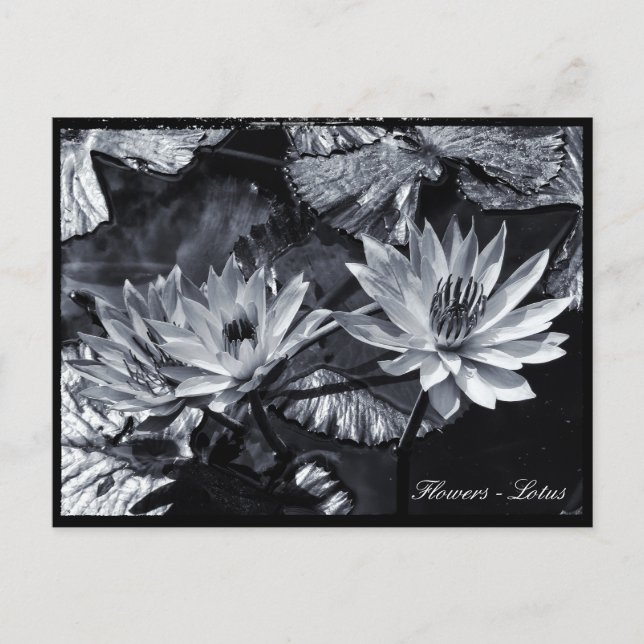 Postal Flores Lotus, Jardín Floral / Asia (Anverso)
