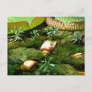 Postal Flores Lotus - Jardín tropical, naturaleza primave