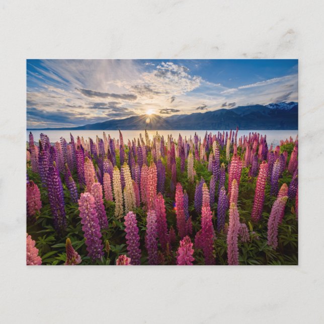 Postal Flores | Lupines New Zealand (Anverso)
