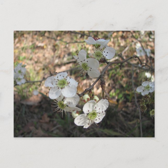 Postal Flores Mayhaw nativas (Anverso)