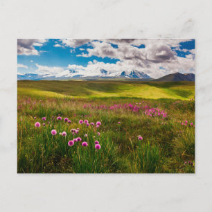 Postal Flores   Montañas Altái, Siberia, Rusia