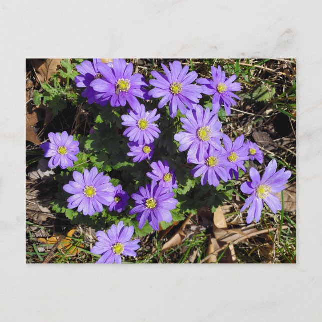 Postal Flores moradas (Anverso)
