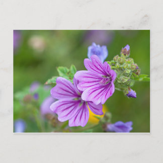 Postal Flores moradas