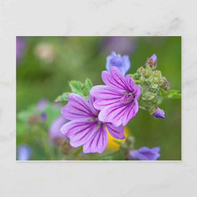 Postal Flores moradas (Anverso)