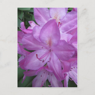 Postal Flores moradas
