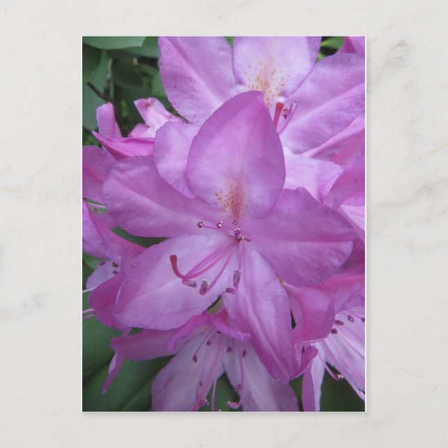 Postal Flores moradas (Anverso)