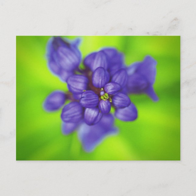 Postal flores moradas (Anverso)