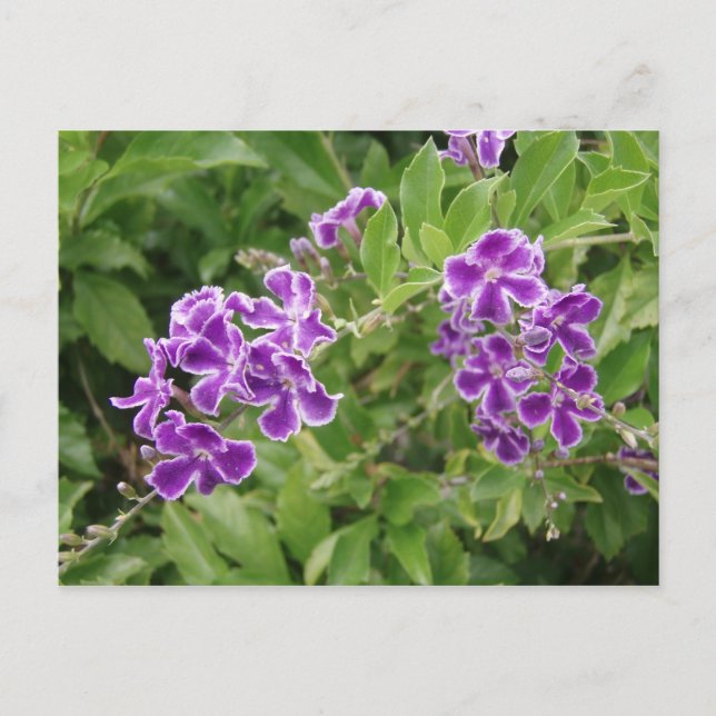 Postal Flores moradas (Anverso)