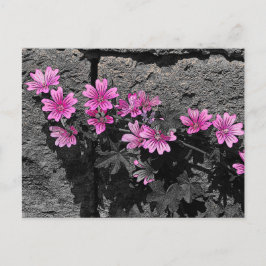 Postal Flores moradas