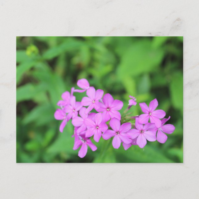 Postal Flores moradas #4 (Anverso)