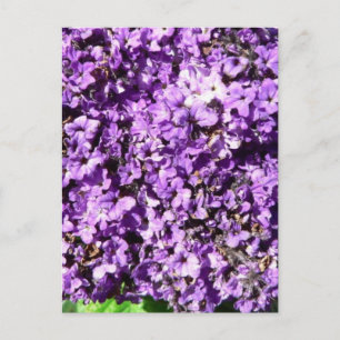 Postal Flores moradas Bush