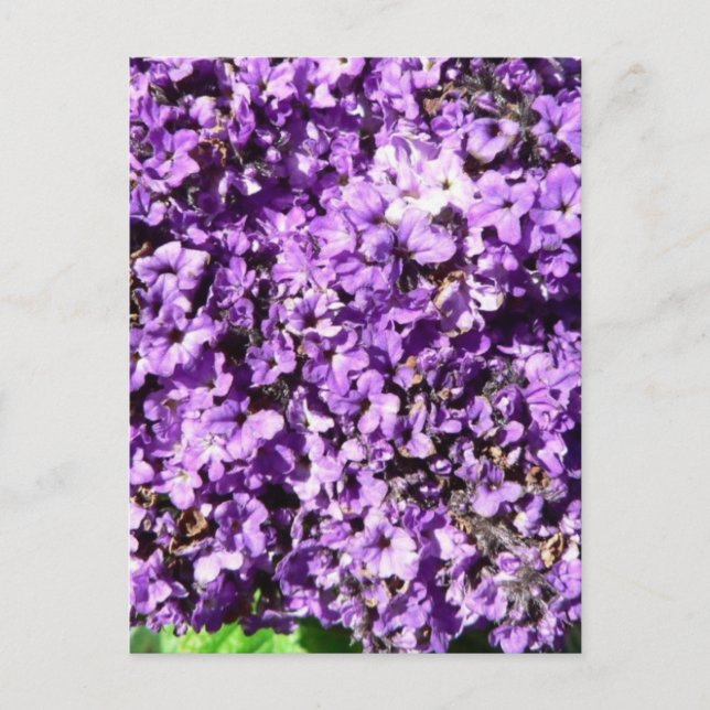 Postal Flores moradas Bush (Anverso)