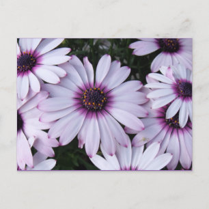 Postal Flores moradas claras con fondo morado