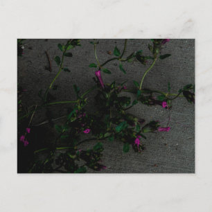 Postal Flores moradas con sombras profundas