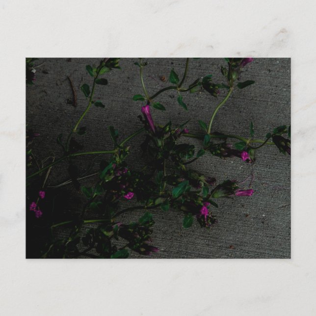Postal Flores moradas con sombras profundas (Anverso)