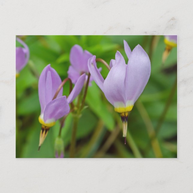 Postal Flores moradas de crocus nudiflorus (Anverso)
