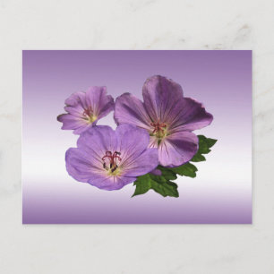 Postal Flores moradas de geranio