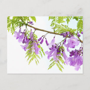Postal Flores moradas de Jacaranda
