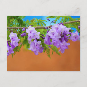Postal Flores moradas de Jacaranda