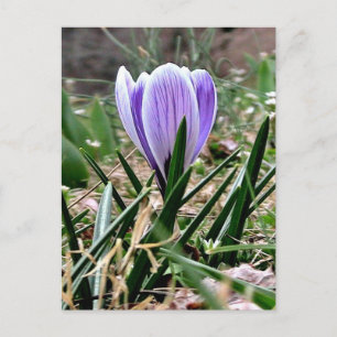 Postal Flores moradas de roco deslumbrantes