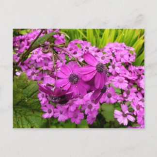 Postal Flores moradas de San Francisco