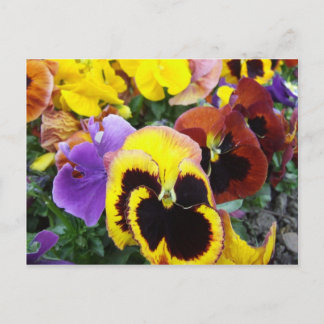 Postal Flores moradas y amarillas pansy