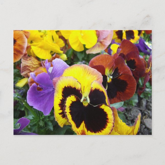 Postal Flores moradas y amarillas pansy (Anverso)