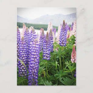 Postal Flores moradas y rosas: Lupins en New Zealand Post