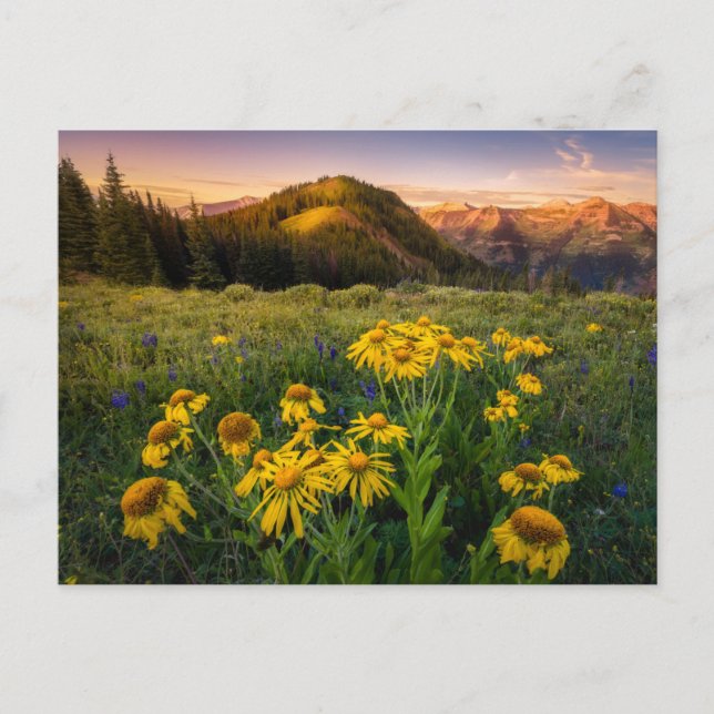 Postal Flores | Mountain Meadow Crested Butte Colorado (Anverso)