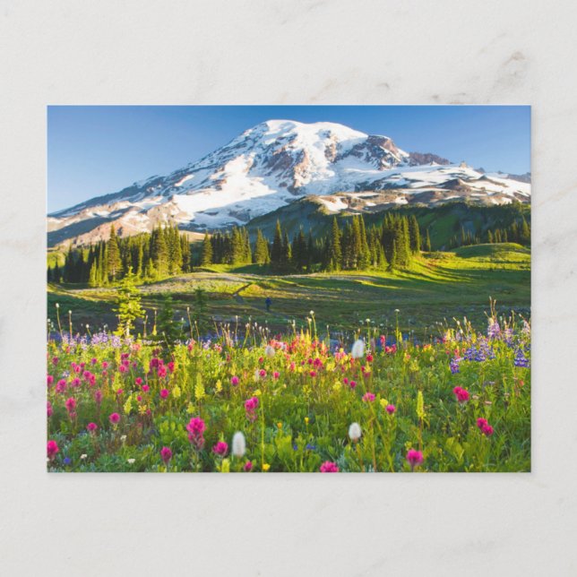 Postal Flores | Mt. Rainier Wildflowers (Anverso)