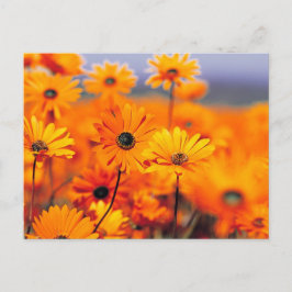 Postal Flores naranjas