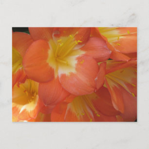 Postal Flores naranjas y amarillas en Longwood Gardens, P