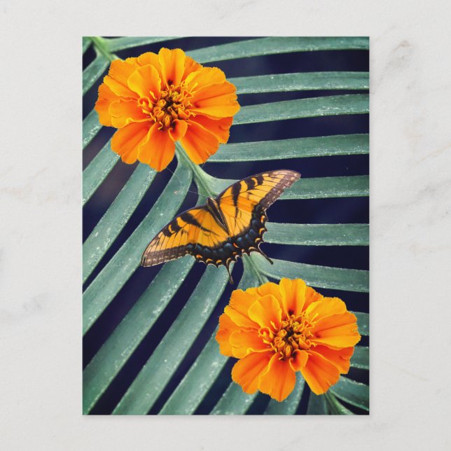 Postal Flores naranjas y mariposa amarilla (Anverso)
