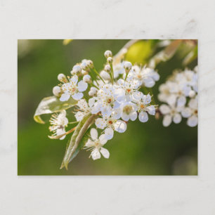Postal Flores nativas de Chokecherry