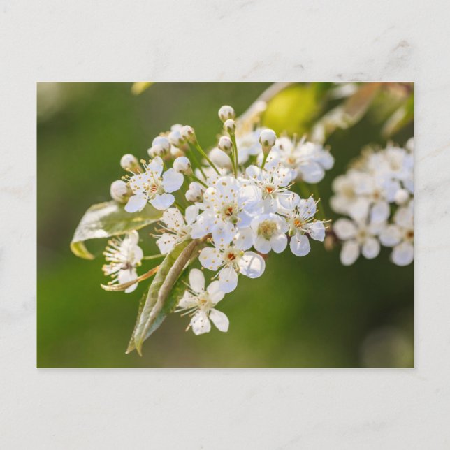 Postal Flores nativas de Chokecherry (Anverso)