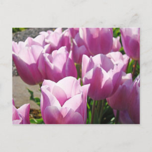 Postal Flores Naturales Coloridas Brillantes Tulipanes Mo