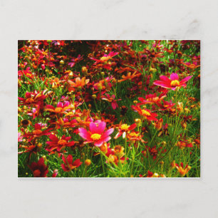 Postal Flores negras rosadas y amarillas Daisy Wild