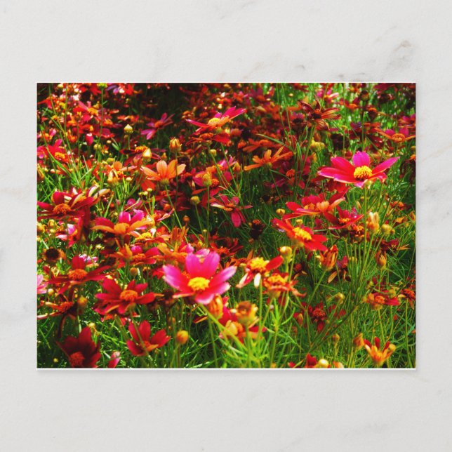 Postal Flores negras rosadas y amarillas Daisy Wild (Anverso)