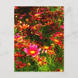 Postal Flores negras rosadas y amarillas Daisy Wild