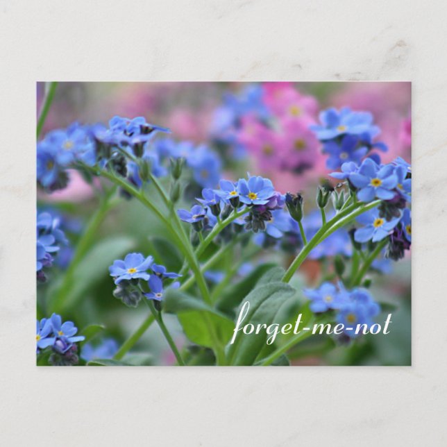 Postal Flores no-negras (Anverso)