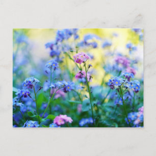 Postal Flores nomeolvides