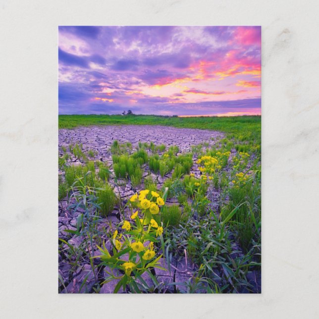 Postal Flores | North Dakota Red River Valley (Anverso)