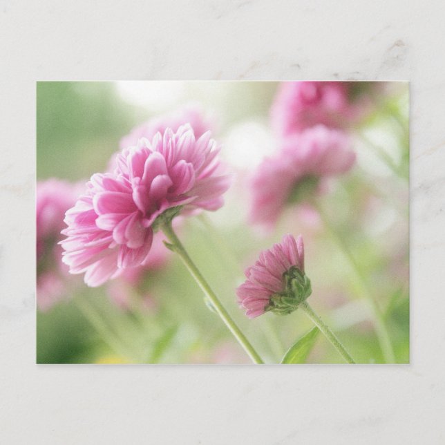 Postal Flores otoñales (Anverso)