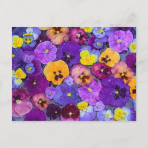 Postal Flores pansy flotando en el baño de aves con rocío