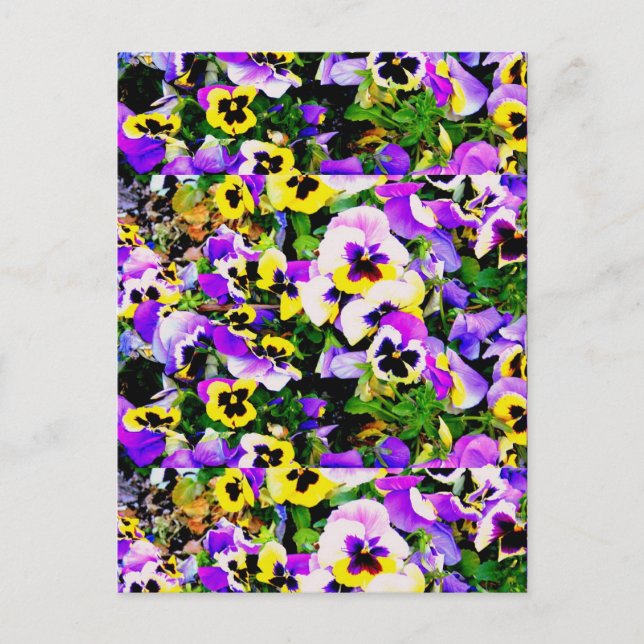 Postal flores pansy multicolores (Anverso)