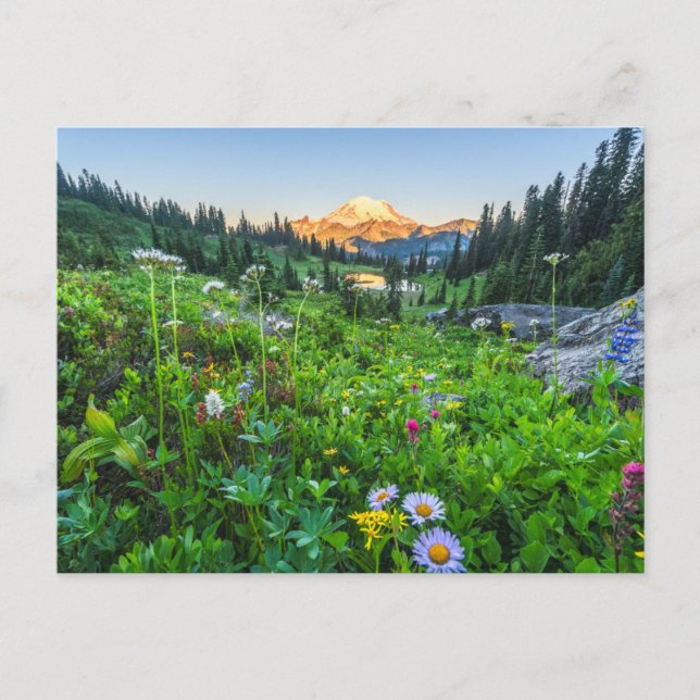 Postal Flores | Parque Nacional Mount Rainier (Anverso)