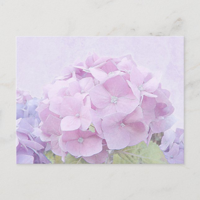 Postal Flores Pastel Hydrangea (Anverso)